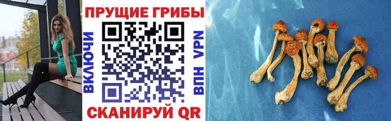закладка  Темников  Галлюциногенные грибы Magic Shrooms 